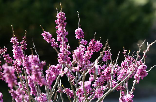 Picture of Cercis chinensis  Chinese Redbud