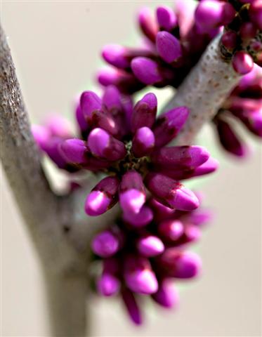 Picture of Cercis chinensis  Chinese Redbud