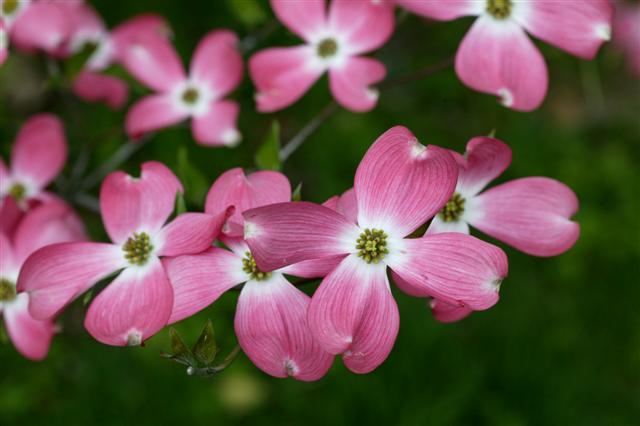 Picture of Cornus florida 'Rubra' Pink Flowering Dogwood