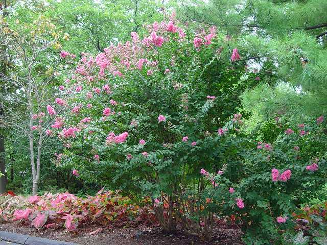 Picture of Lagerstroemia indica x fauriei 'Hopi' Hopi Crape Myrtle