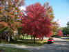 Acer rubrum, Red Maple