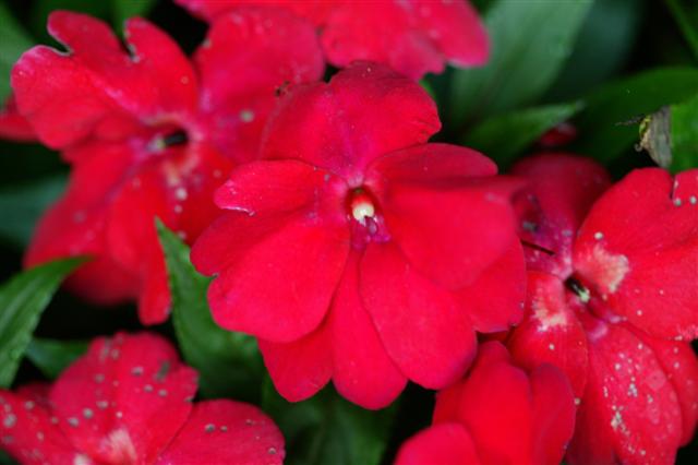 Picture of Impatiens hawkerii InfinityÂ® Electric Cherry