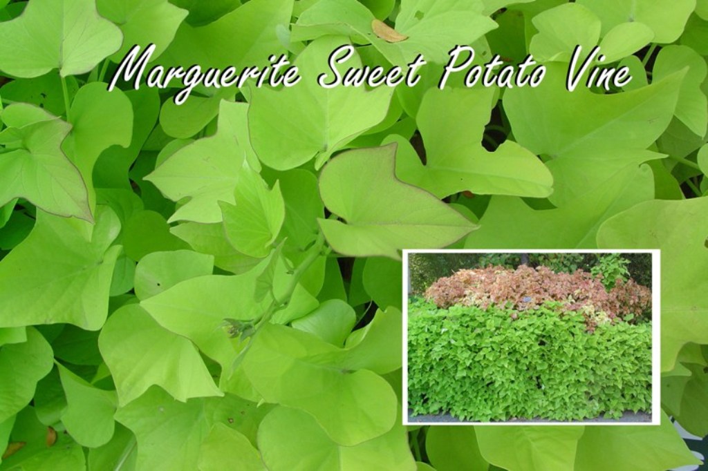 Picture of Ipomoea batatas 'Marguerite' Marguerite Sweet Potato Vine
