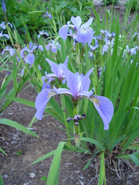 Picture of Iris versicolor  Blue Flag Iris