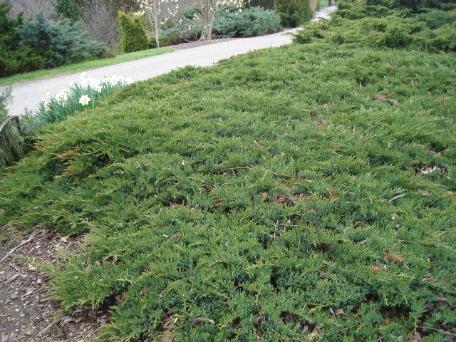 Picture of Juniperus sabina 'Broadmoor' Broadmoor Savin Juniper