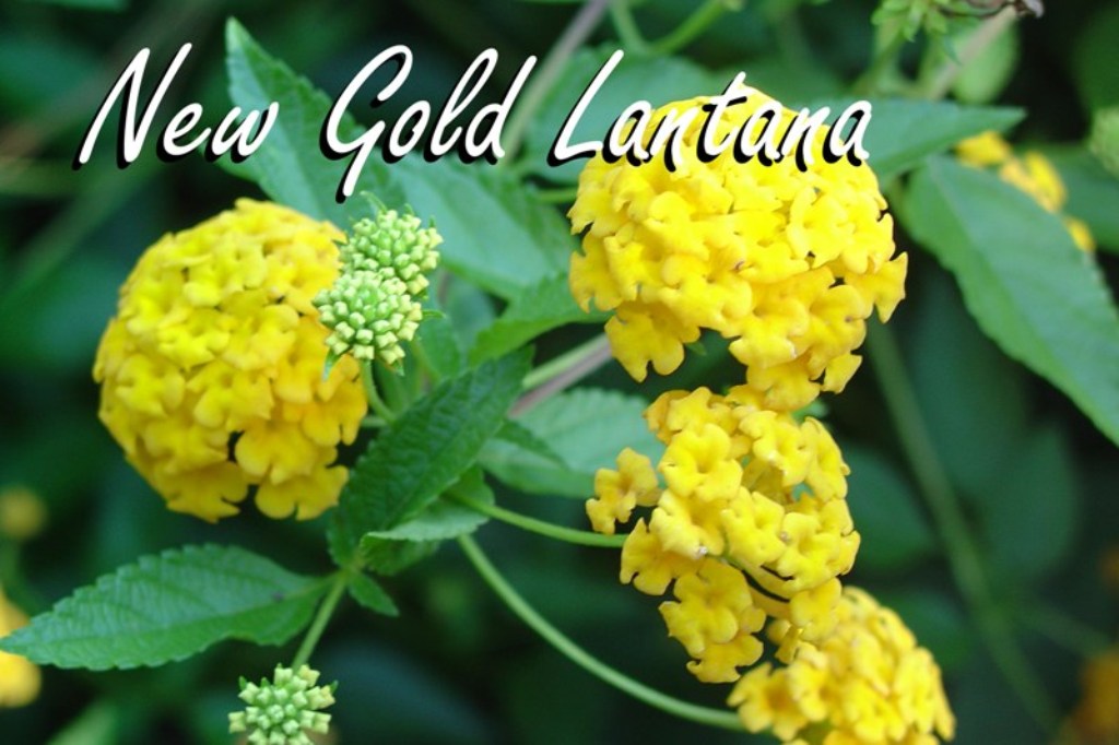 Picture of Lantana camara 'New Gold' New Gold Lantana