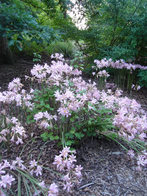 Picture of Lycoris squamigera  Resurrection Lily