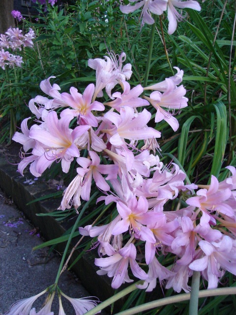 Picture of Lycoris squamigera  Resurrection Lily