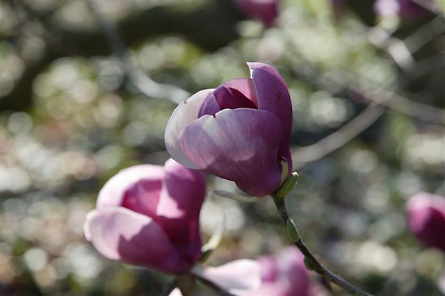 Picture of Magnolia%20liliiflora%20'Nigra'%20Purple%20Lily%20Magnolia