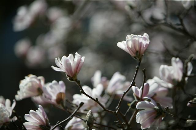 Picture of Magnolia stellata  Star Magnolia