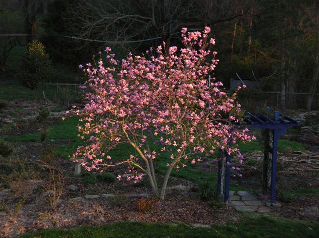 Picture of Magnolia x liliiflora 'Jane' Jane Magnolia