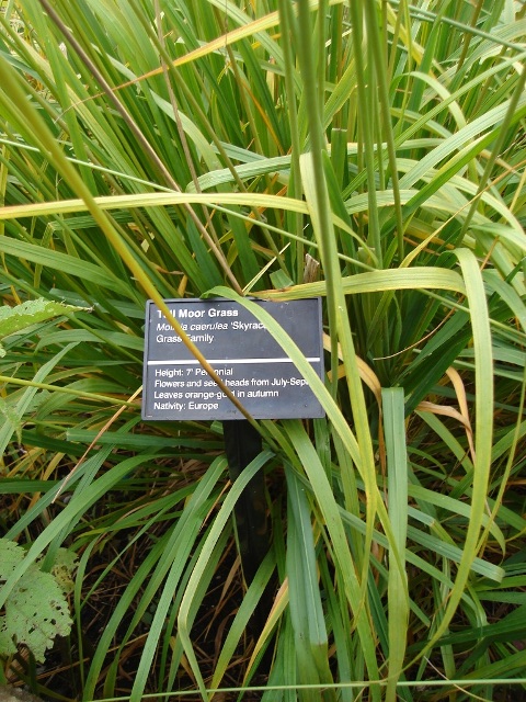 Picture of Molinia caerulea subsp. arundinacea 'Skyracer' Skyracer Purple Moor Grass