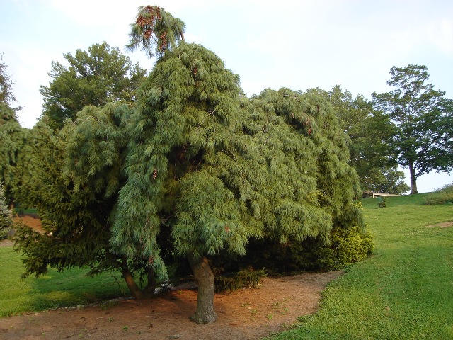 Picture of Pinus%20strobus%20'Pendula'%20Weeping%20White%20Pine