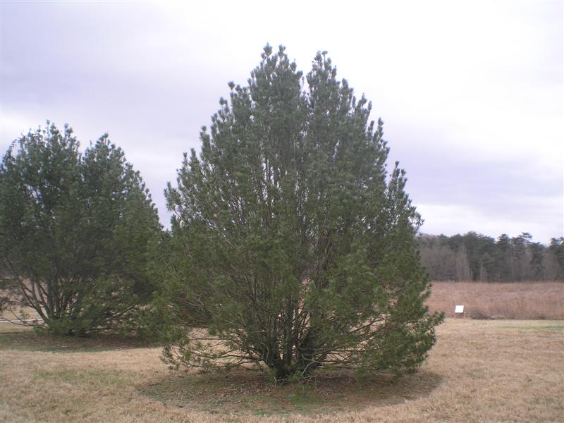 Pinus bungeana pinusbungeana.jpg