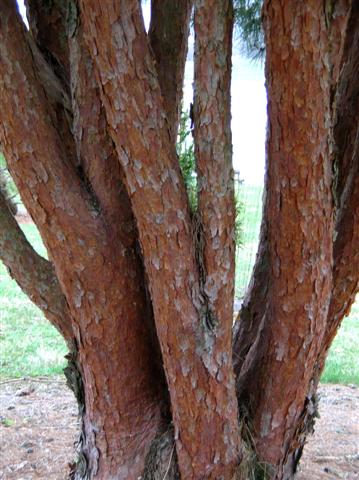 Picture of Pinus%20densiflora%20'Umbraculifera'%20Tanyosho%20Pine