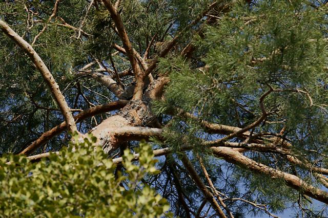 Picture of Pinus sylvestris  Scots Pine