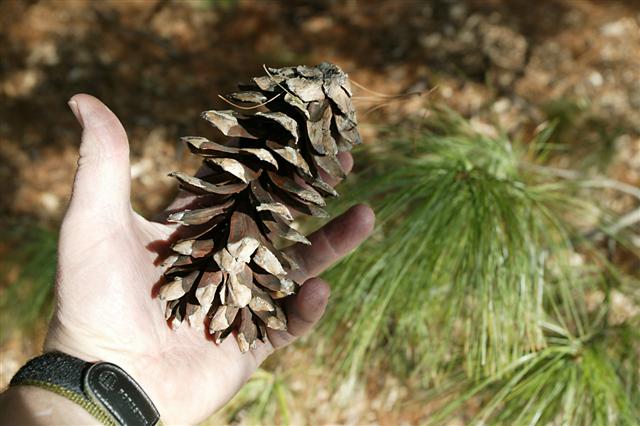 Picture of Pinus%20wallichiana%20%20Himalayan%20Pine