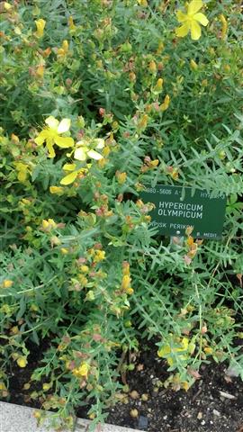 Hypericum calycinum plantplacesimage020130819_161045.jpg