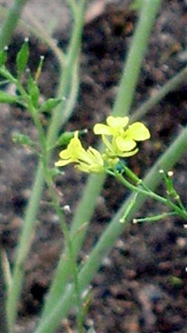 brassica nigra plantplacesimage020130819_161935.jpg
