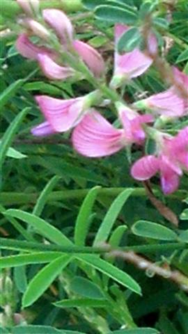 onobrychis arenaria plantplacesimage020130819_162433.jpg