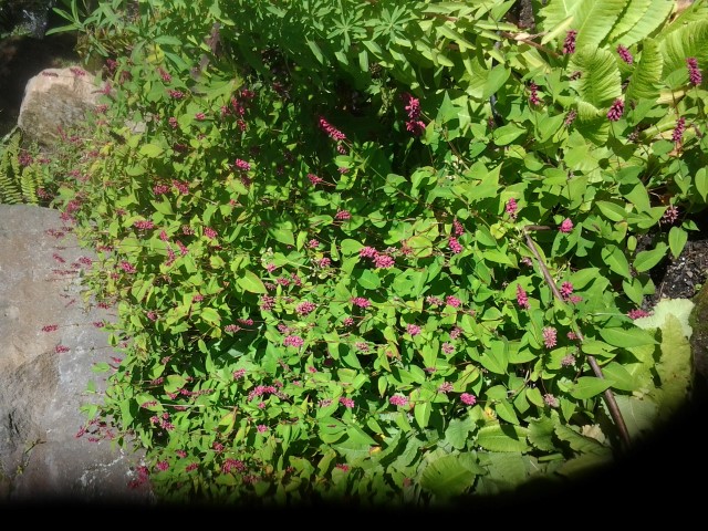 Primula beesiana plantplacesimage020130907_091343.jpg