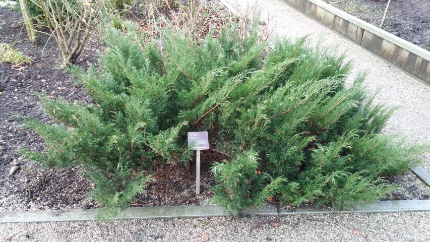 Juniperus sabina plantplacesimage020131229_064147.jpg