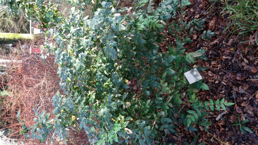 Mahonia pinnata plantplacesimage020131229_071201.jpg