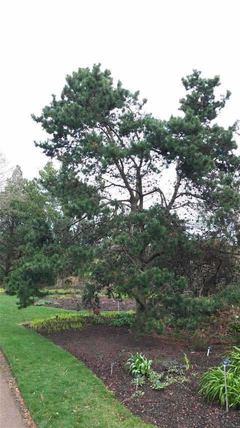 Pinus strobus plantplacesimage020140317_211528.jpg