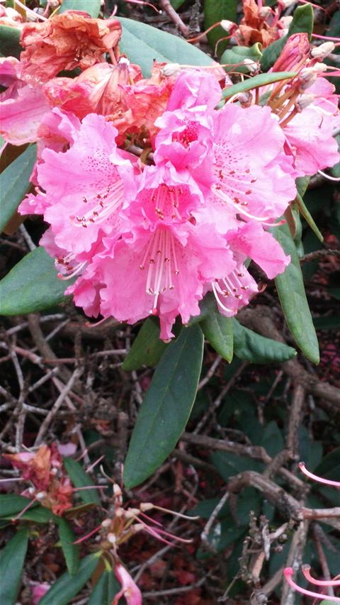 Rhododendron nobleanum plantplacesimage020140317_212653.jpg