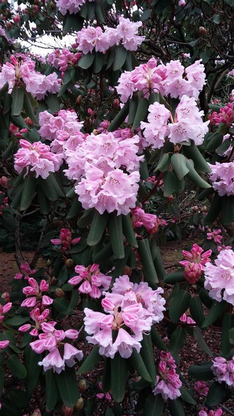 Rhododendron oreodoxa plantplacesimage020140317_215836.jpg