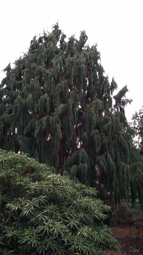 Juniperus recurva plantplacesimage020140317_220348.jpg