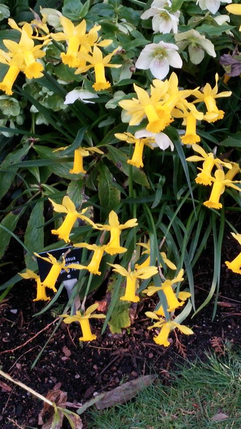 narcissus cyclamineus plantplacesimage020140317_224441.jpg