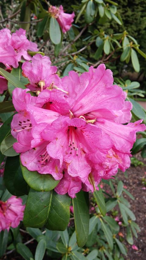 Rhododendron faucium plantplacesimage020140323_115216.jpg