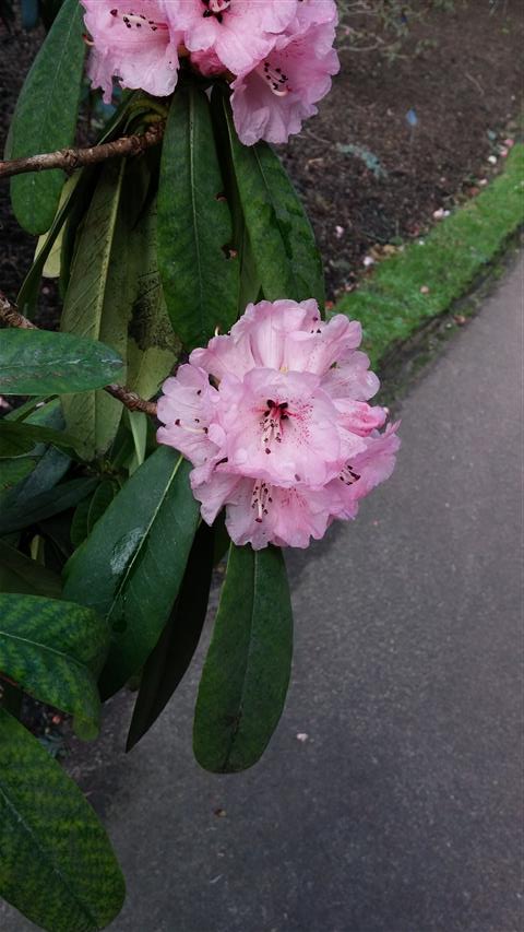 Rhododendron faucium plantplacesimage020140323_115526.jpg