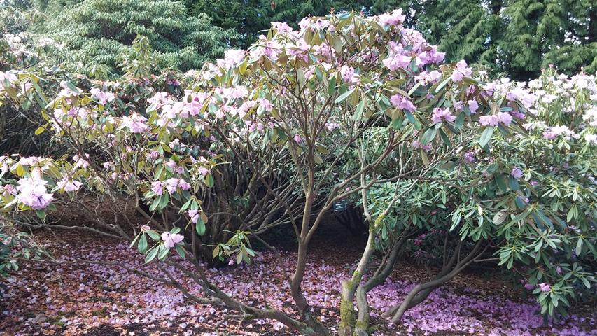 Rhododendron ririei plantplacesimage020140323_121627.jpg