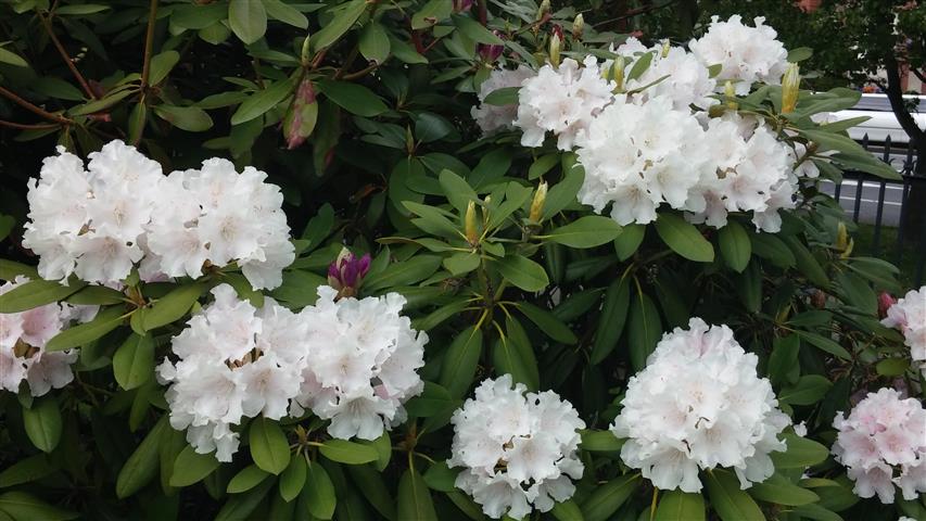 Rhododendron catalga x boulderwood plantplacesimage020140613_182037.jpg