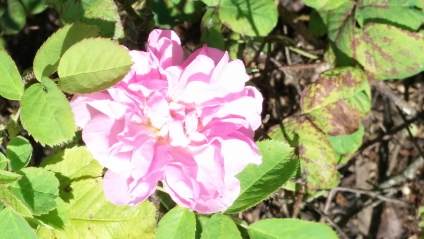 Rosa demascens plantplacesimage20140809_160046.jpg