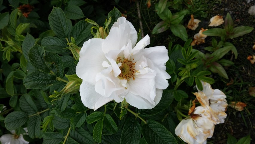 Rosa rugosa plantplacesimage20140823_144930.jpg
