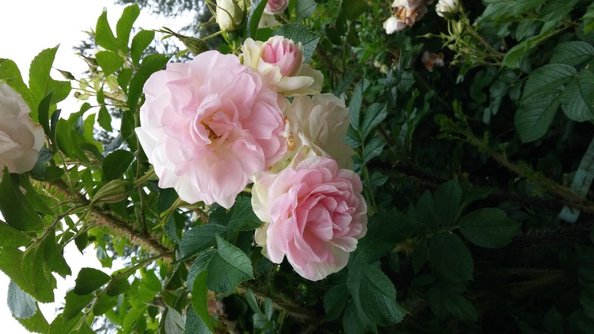 Rosa rugosa plantplacesimage20140823_145038.jpg