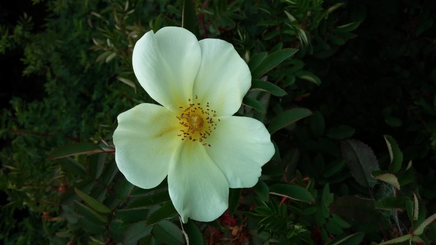 Rosa spinosissima plantplacesimage20140823_150453.jpg
