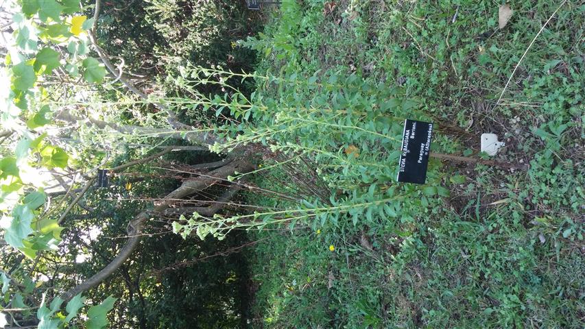 Stevia rebaudiana plantplacesimage20141011_141304.jpg