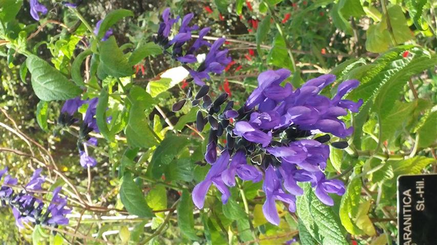 Salvia guaranitica plantplacesimage20141011_142452.jpg