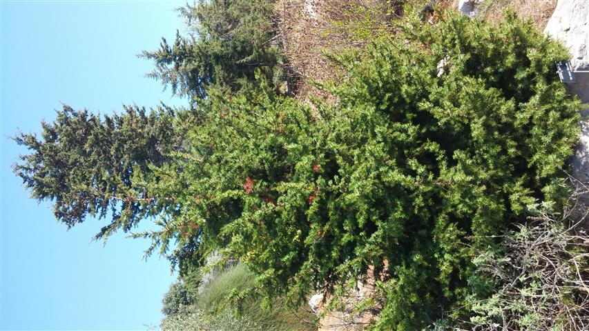 Juniperus drupaceae plantplacesimage20141011_152649.jpg