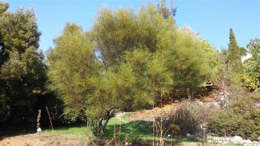 Acacia terminalis plantplacesimage20141011_153002.jpg
