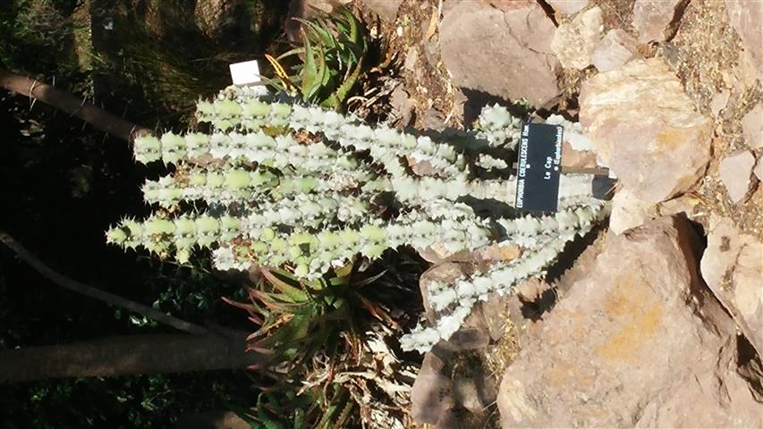 Euphorbia coerulescens plantplacesimage20141011_154627.jpg