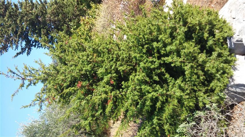 Juniperus drupaceae plantplacesimage20141011_160627.jpg