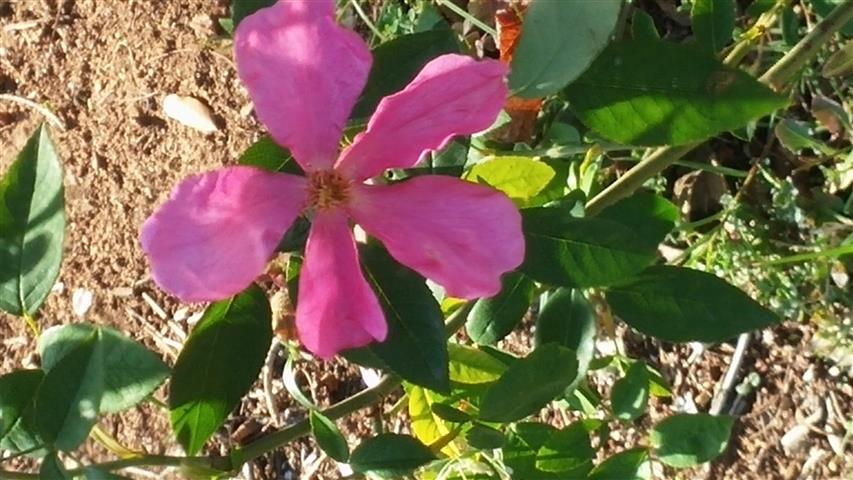 Rosa acicularis plantplacesimage20141011_161445.jpg