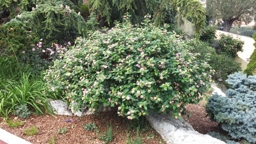 Lantana camara plantplacesimage20141012_130331.jpg