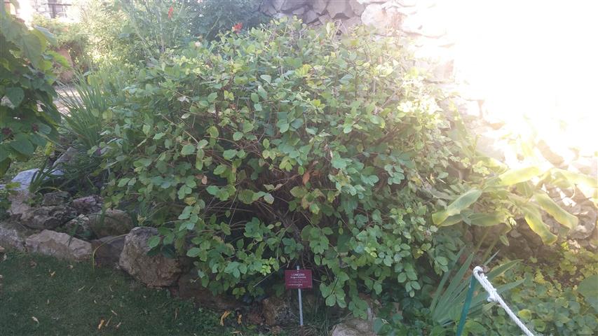Lonicera fragrantissima plantplacesimage20141014_105132.jpg