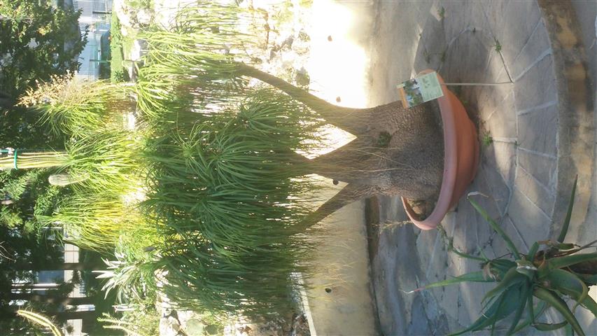 Beaucarnia recurvata plantplacesimage20141014_111017.jpg